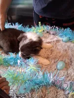 AKC Sassy red tri /no tail, a male Australian Shepherd for sale in Wolcott, NY – Photo 5 of 6