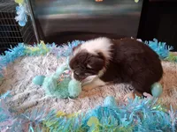 AKC Sassy red tri /no tail, a male Australian Shepherd for sale in Wolcott, NY – Photo 3 of 6