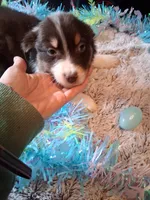 AKC Sassy red tri /no tail, a male Australian Shepherd for sale in Wolcott, NY – Photo 2 of 6