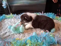 AKC Sassy red tri /no tail, a male Australian Shepherd for sale in Wolcott, NY – Photo 6 of 6