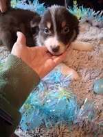 AKC Sassy red tri /no tail, a male Australian Shepherd for sale in Wolcott, NY – Photo 4 of 6