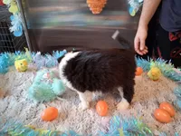 Dotty blk tri W/tail, a male Australian Shepherd for sale in Wolcott, NY – Photo 3 of 5