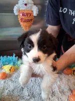 Dotty blk tri W/tail, a male Australian Shepherd for sale in Wolcott, NY – Photo 1 of 5