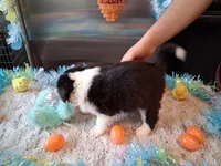 Dotty blk tri W/tail, a male Australian Shepherd for sale in Wolcott, NY – Photo 4 of 5