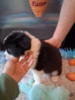 Dotty blk tri W/tail, a male Australian Shepherd for sale in Wolcott, NY – Photo 2 of 5