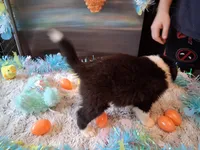 Dotty blk tri W/tail, a male Australian Shepherd for sale in Wolcott, NY – Photo 5 of 5