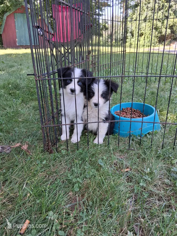 Jazz blk tri boy B – Australian Shepherd puppy for sale in Wolcott, NY