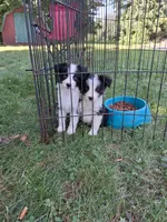 Jazz blk tri boy B, a male Australian Shepherd for sale in Wolcott, NY – 1 of 1