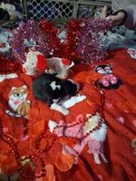 processed/7f2a1431-8d77-42cd-be46-3f59b6c86f29/listing/6e3e5bed-b7ea-4e13-9582-0e0de2002ac0/799cdfb7-4d04-49e3-bb40-1f51f9d0956b