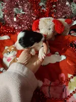 processed/7f2a1431-8d77-42cd-be46-3f59b6c86f29/listing/6e3e5bed-b7ea-4e13-9582-0e0de2002ac0/9bb57db6-59c1-4cf5-9696-b03f69c7e546