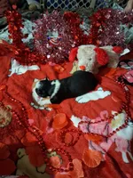 processed/7f2a1431-8d77-42cd-be46-3f59b6c86f29/listing/6e3e5bed-b7ea-4e13-9582-0e0de2002ac0/fa8fbe19-70f0-486e-b730-cae17fa88c09