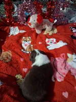 processed/7f2a1431-8d77-42cd-be46-3f59b6c86f29/listing/6f5141c3-e02e-4ddc-bdc2-8ae8cf2a000b/26726df7-fba5-4609-89c0-212043302afd