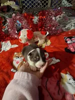 processed/7f2a1431-8d77-42cd-be46-3f59b6c86f29/listing/6f5141c3-e02e-4ddc-bdc2-8ae8cf2a000b/b4cc1657-a7a0-4bc3-b580-3c6fc6b776d4