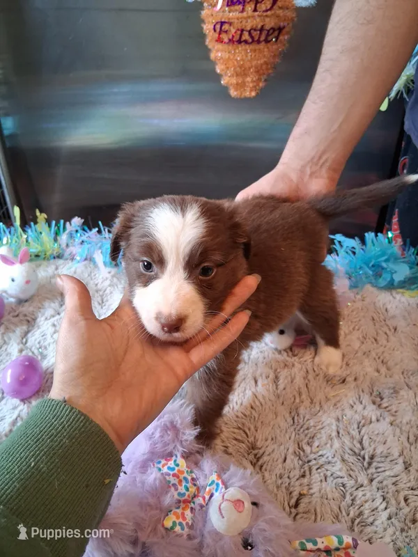 Dotty red tri W/tail – Australian Shepherd puppy for sale in Wolcott, NY