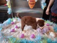 Dotty red tri W/tail, a female Australian Shepherd for sale in Wolcott, NY – Photo 2 of 3