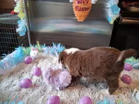 Dotty red tri W/tail, a female Australian Shepherd for sale in Wolcott, NY – Photo 3 of 3