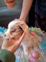 Dotty light red Merle W/tail, a female Australian Shepherd for sale in Wolcott, NY – Photo 5 of 5