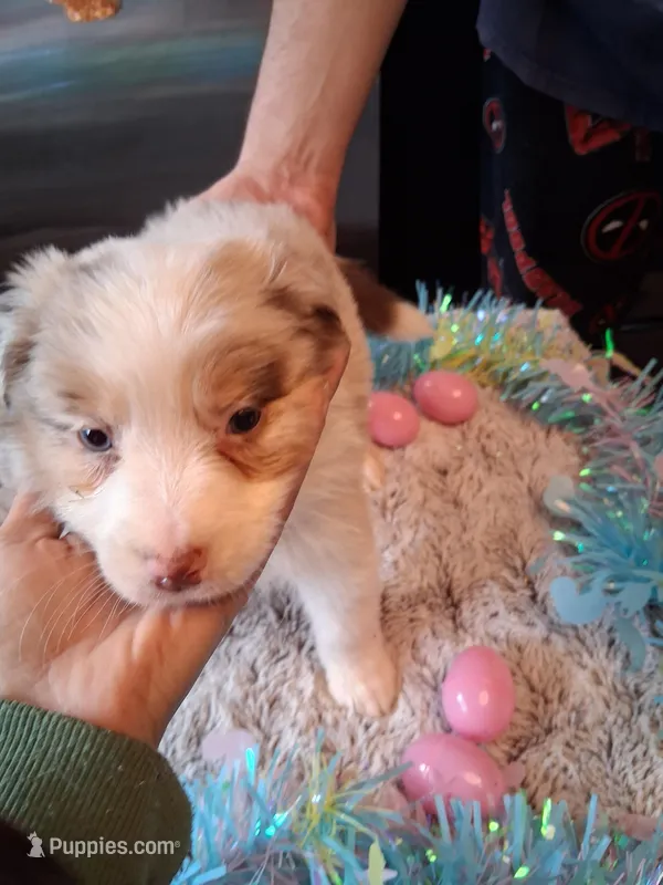 Dotty light red Merle W/tail – Australian Shepherd puppy for sale in Wolcott, NY