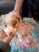 Dotty light red Merle W/tail, a female Australian Shepherd for sale in Wolcott, NY – Photo 1 of 5