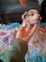 Dotty light red Merle W/tail, a female Australian Shepherd for sale in Wolcott, NY – Photo 4 of 5