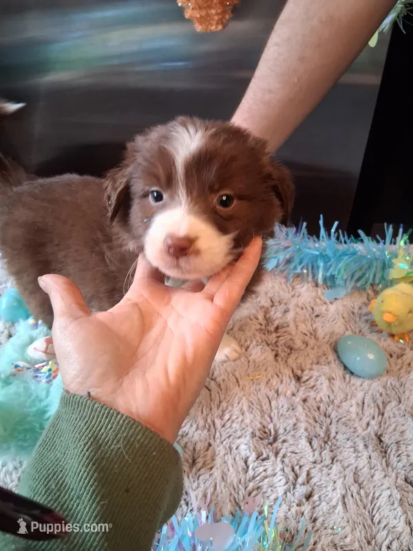 Dotty red tri B W/tail – Australian Shepherd puppy for sale in Wolcott, NY