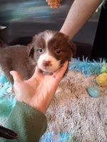 Dotty red tri B W/tail, a male Australian Shepherd for sale in Wolcott, NY – Photo 1 of 4