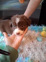 Dotty red tri B W/tail, a male Australian Shepherd for sale in Wolcott, NY – Photo 2 of 4