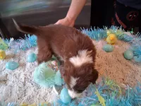 Dotty red tri B W/tail, a male Australian Shepherd for sale in Wolcott, NY – Photo 3 of 4