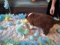 Dotty red tri B W/tail, a male Australian Shepherd for sale in Wolcott, NY – Photo 4 of 4