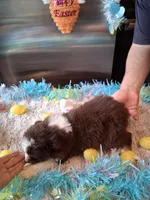 AKC Sug.red tri F no tail, a female Australian Shepherd for sale in Wolcott, NY – Photo 5 of 5