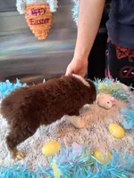 AKC Sug.red tri F no tail, a female Australian Shepherd for sale in Wolcott, NY – Photo 2 of 5