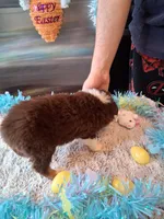 AKC Sug.red tri F no tail, a female Australian Shepherd for sale in Wolcott, NY – Photo 4 of 5