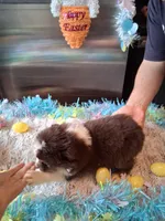 AKC Sug.red tri F no tail, a female Australian Shepherd for sale in Wolcott, NY – Photo 3 of 5