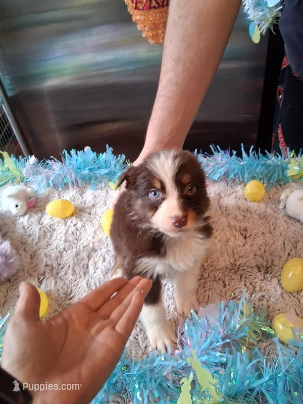 AKC Sug.red tri F no tail – Australian Shepherd puppy for sale in Wolcott, NY