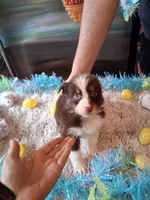 AKC Sug.red tri F no tail, a female Australian Shepherd for sale in Wolcott, NY – Photo 1 of 5