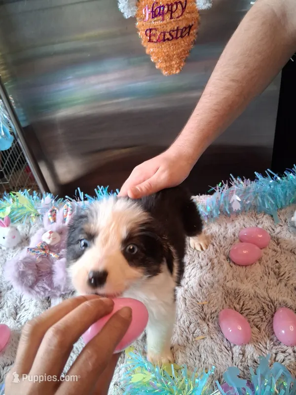 AKC Sug.Blk tri no tail  – Australian Shepherd puppy for sale in Wolcott, NY