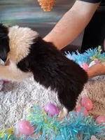 AKC Sug.Blk tri no tail , a female Australian Shepherd for sale in Wolcott, NY – Photo 4 of 4