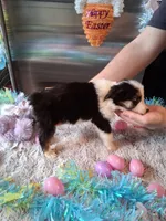 AKC Sug.Blk tri no tail , a female Australian Shepherd for sale in Wolcott, NY – Photo 3 of 4