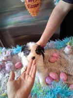 AKC Sug.Blk tri no tail , a female Australian Shepherd for sale in Wolcott, NY – Photo 2 of 4