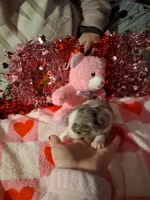 Akc jazz MG, a female Australian Shepherd for sale in Wolcott, NY – Photo 8 of 8