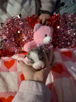 Akc jazz MG, a female Australian Shepherd for sale in Wolcott, NY – Photo 3 of 8