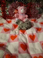 Akc jazz MG, a female Australian Shepherd for sale in Wolcott, NY – Photo 5 of 8