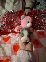 Akc jazz MG, a female Australian Shepherd for sale in Wolcott, NY – Photo 4 of 8