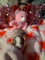 Akc jazz MG, a female Australian Shepherd for sale in Wolcott, NY – Photo 1 of 8