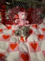 Akc jazz MG, a female Australian Shepherd for sale in Wolcott, NY – Photo 7 of 8