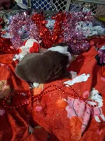 processed/7f2a1431-8d77-42cd-be46-3f59b6c86f29/listing/8ef0dada-0fbd-4fe7-9a85-fa7fdf43fd67/3ce7cc7a-c992-4b38-8049-792ac6621fb2