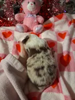 Akc red Merle 3rd sassy, a female Australian Shepherd for sale in Wolcott, NY – Photo 6 of 7