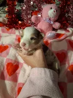 Akc red Merle 3rd sassy, a female Australian Shepherd for sale in Wolcott, NY – Photo 2 of 7