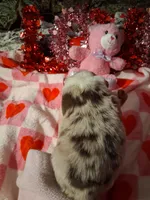 Akc red Merle 3rd sassy, a female Australian Shepherd for sale in Wolcott, NY – Photo 7 of 7