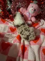 Akc red Merle 3rd sassy, a female Australian Shepherd for sale in Wolcott, NY – Photo 5 of 7